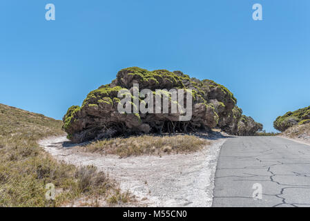 PERTH, Australia, WA / Western Australia - 2018 10 gennaio l'Isola di Rottnest, Perth Rottnest Island . (Foto di Ulrich Roth/www.ulrich-roth.com) +++ R Foto Stock