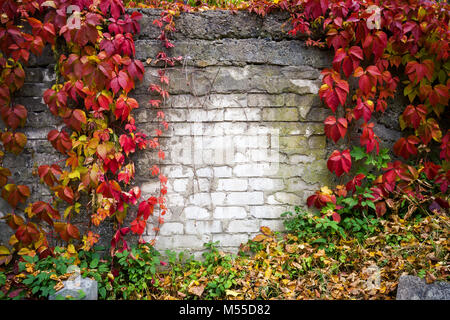 Edera naturale cornice su un vecchio muro di mattoni Foto Stock