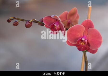 Orchidea Foto Stock