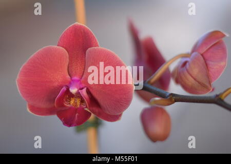 Orchidea Foto Stock