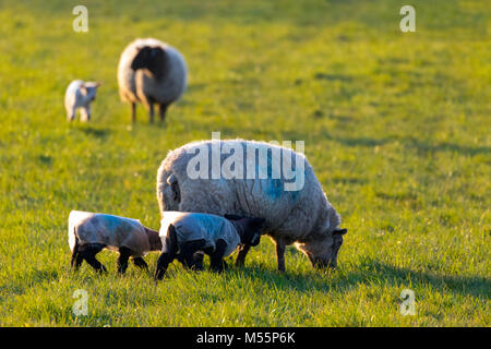 Inizio della primavera agnelli appassire la loro madre pecora di pascolare su erba nel tardo pomeriggio di sole pioggia indossa cappotti per proteggersi dal freddo da nord est. Flintshire, Wales, Regno Unito Foto Stock