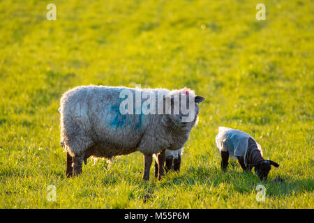 Inizio della primavera agnelli appassire la loro madre pecora di pascolare su erba nel tardo pomeriggio di sole pioggia indossa cappotti per proteggersi dal freddo da nord est. Flintshire, Wales, Regno Unito Foto Stock