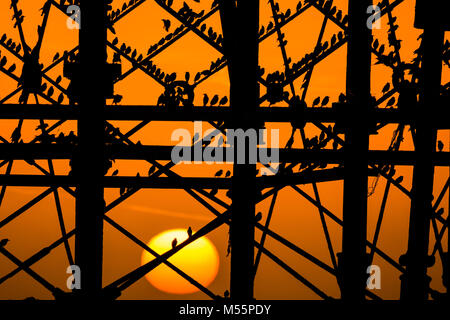 Aberystwyth Wales UK, martedì 20 febbraio 2018 UK Meteo: il sole che tramonta, incorniciato drammaticamente dietro Aberystwyth pier, rileva le sagome di alcune decine di migliaia di minuscoli storni come essi posatoio per la notte, arroccato insieme per il calore e la sicurezza sulle travi e travi sottostanti la città distintivo del Vittoriano era molo sul mare uno dei pochi posatoi urbano nel Regno Unito, Credito: keith morris/Alamy Live News Foto Stock