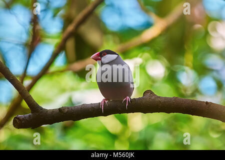 Java Sparrow (Lonchura Oryzivora) Foto Stock