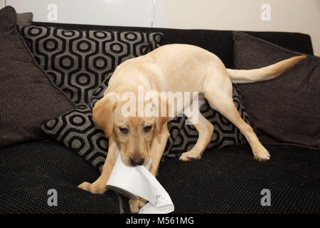 Un Golden Labrador 5 mese vecchio cucciolo gioca su un divano con un rotolo di carta igienica Foto Stock