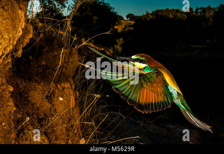 Gruccione (Merops apiaster) in arrivo per il suo nido, scavato in una scogliera di sabbia Foto Stock