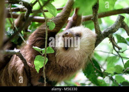 bradipo Foto Stock