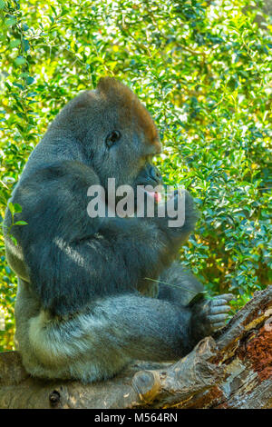 Udienza gorilla in natura Congo Foto Stock