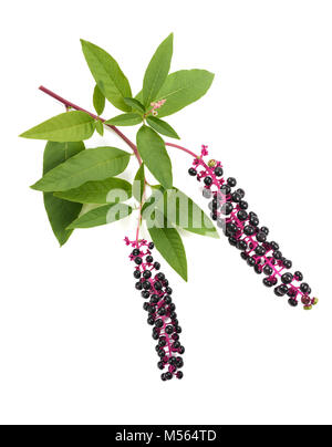 Pokeweeds (phytolacca americana) isolato su sfondo bianco Foto Stock