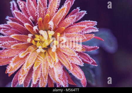 Fiori congelati Foto Stock