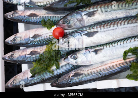 Sgombri esposti nel mercato Foto Stock