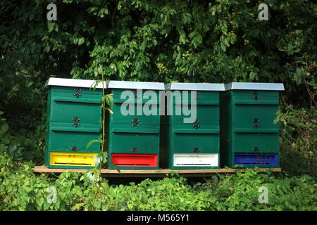 alveari dell'ape Foto Stock