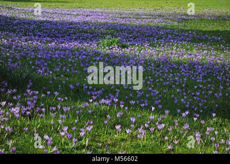 Colchicaceae Foto Stock