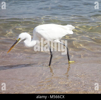 Airone bianco maggiore Foto Stock