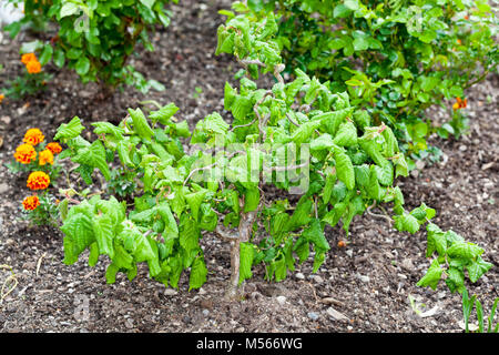 Harry Lauder il bastone da passeggio, Ormhassel (Corylus avellana contorta) Foto Stock