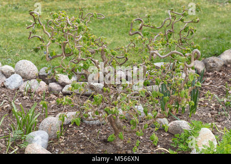 Harry Lauder il bastone da passeggio, Ormhassel (Corylus avellana contorta) Foto Stock