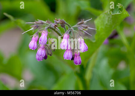 Comfrey comune, Äkta vallört (Symphytum officinale) Foto Stock