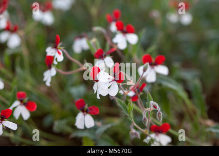 Tre colori geranio, Skönpelargon (Pelargonium tricolore) Foto Stock