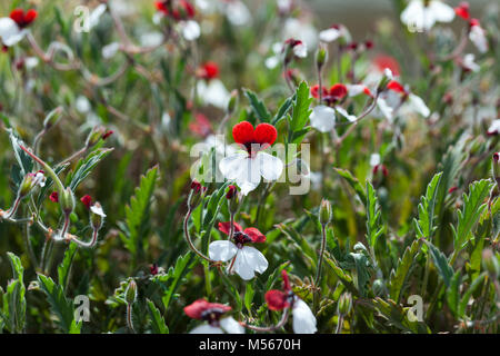 Tre colori geranio, Skönpelargon (Pelargonium tricolore) Foto Stock