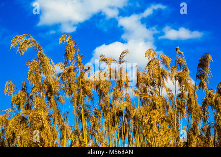 Reed a secco contro il cielo Foto Stock