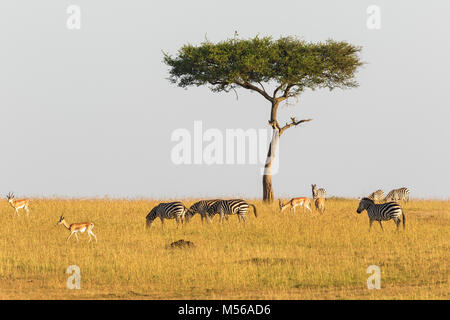 Zebre e gazzelle in corrispondenza di un albero solitario sulla savana Foto Stock