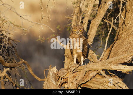 Individuato il gufo reale (Bubo africanus), giovane uccello appollaiato su un albero, luce della sera, Kgalagadi Parco transfrontaliero, Northern Cape, Sud Africa e Africa Foto Stock