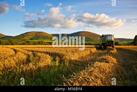 Wheatfield e mietitrebbia sotto i monti Knockmealdown, visto da vicino Clogheen, nella contea di Tipperary, Irlanda Foto Stock