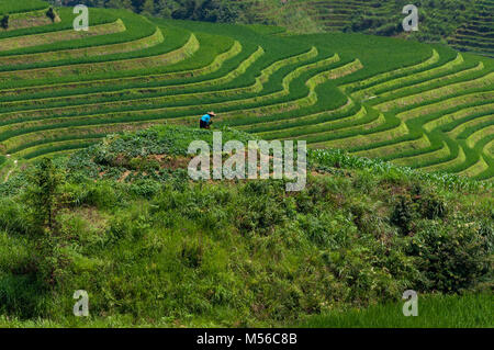 L'agricoltore femmina il lavoro della terra a Longsheng terrazze di riso nei pressi del villaggio di Dazhai nella provincia del Guangxi in Cina; Concetto per i viaggi Foto Stock
