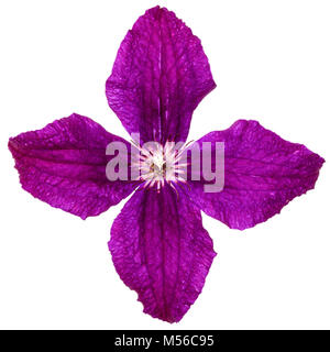 Viola la clematide fiore, isolati su sfondo bianco Foto Stock