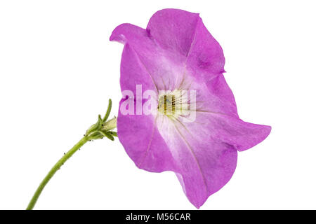 Viola fiore di petunia, isolato su sfondo bianco Foto Stock