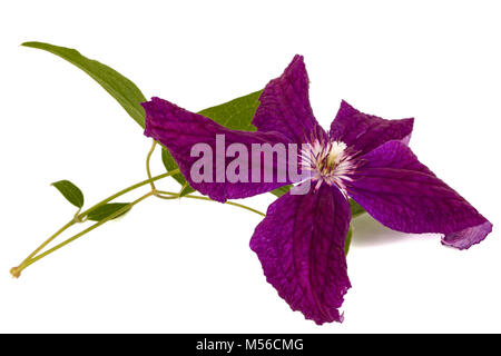 Viola la clematide fiore, isolati su sfondo bianco Foto Stock