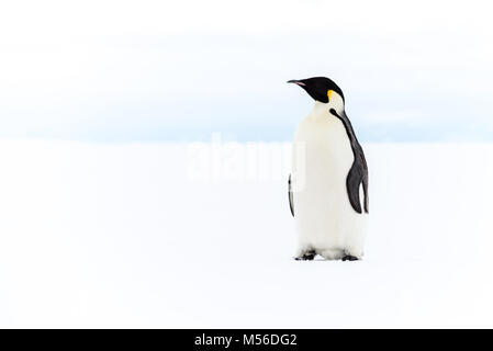 Pinguino imperatore, Ross Ice Shelf, Antartide Foto Stock