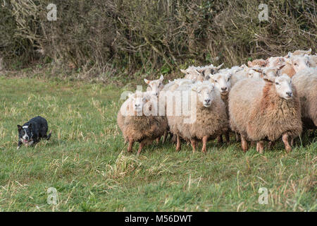 Sheepdog imbrancandosi ovini Foto Stock