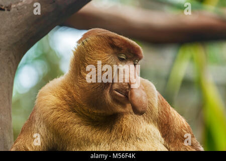 Proboscide monkey Foto Stock