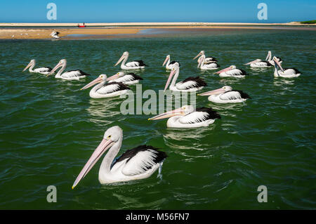 Gregge di Australian pellicani all'ingresso waterfront. Foto Stock