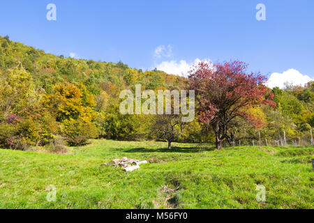 Prato con alberi con colori autunnali/ autunno/ alberi/ colori// verde prato Foto Stock