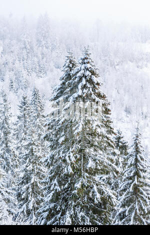 Abete rosso con la neve e il gelo Foto Stock