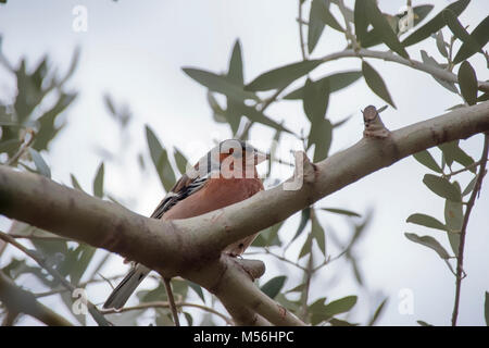 Maschio di fringuello seduto sul ramo di olivo Foto Stock