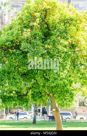 California arancio luminoso albero da frutta nel centro di Sacramento in California Foto Stock