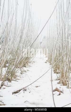 Rami congelati. Fresco la mattina d'inverno. Foto Stock