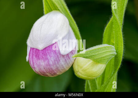 Appariscente Pianella della Madonna fiore di apertura con stretto bud a Eshqua Bog Area Naturale, TNC preservare, Vermont. Foto Stock