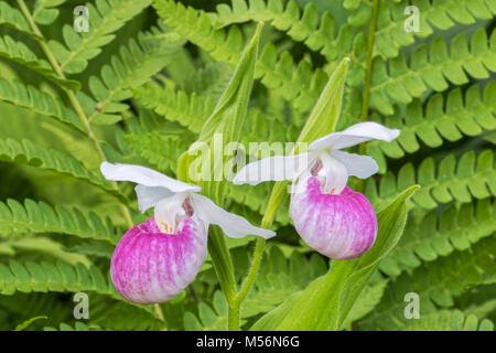 Appariscente Pianella della Madonna coppia di fiori che sbocciano nel mezzo di cannella felci a Eshqua Bog Area Naturale, TNC preservare, Vermont. Foto Stock