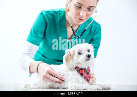 Vet femmina esamina un cane utilizzando uno stetoscopio Foto Stock