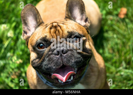 Fawn bulldog francese frolic sull'erba Foto Stock