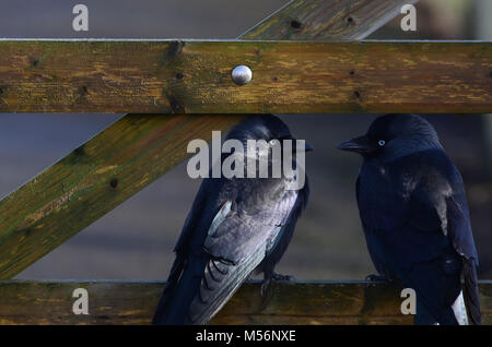 Coppia di jackdaws sul cancello di legno, Regno Unito Foto Stock