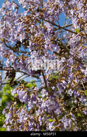 Blauglockenbaum, Chinesischer Blauglockenbaum, Kaiserbaum, Kaiser-Paulownie, Kiribaum, Paulownia tomentosa, Paulownia imperialis, princesstree, foxglo Foto Stock