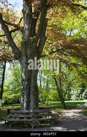 Blutbuche, Purpurbuche, Blut-Buche, Purpur-Puche, mit Bank, Parkbank, Sitzbank, Parkbaum, Fagus sylvatica f. purpurea, Fagus sylvatica f. atro-punicea Foto Stock