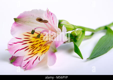 Germoglio di fiore su sfondo bianco Foto Stock