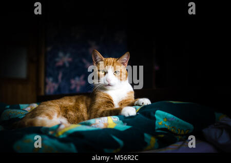 Un ritratto di un gatto sdraiato sul letto Foto Stock