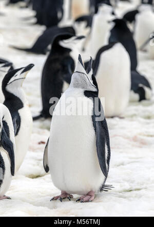 Pinguini Chinstrap; Pygoscelis antarcticus; inanellato penguin; barbuto penguin; stonecracker penguin; Half Moon Island; Antartide Foto Stock